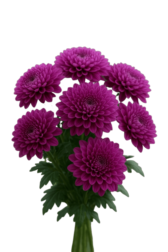 Disbud Cremon Primavera Purple