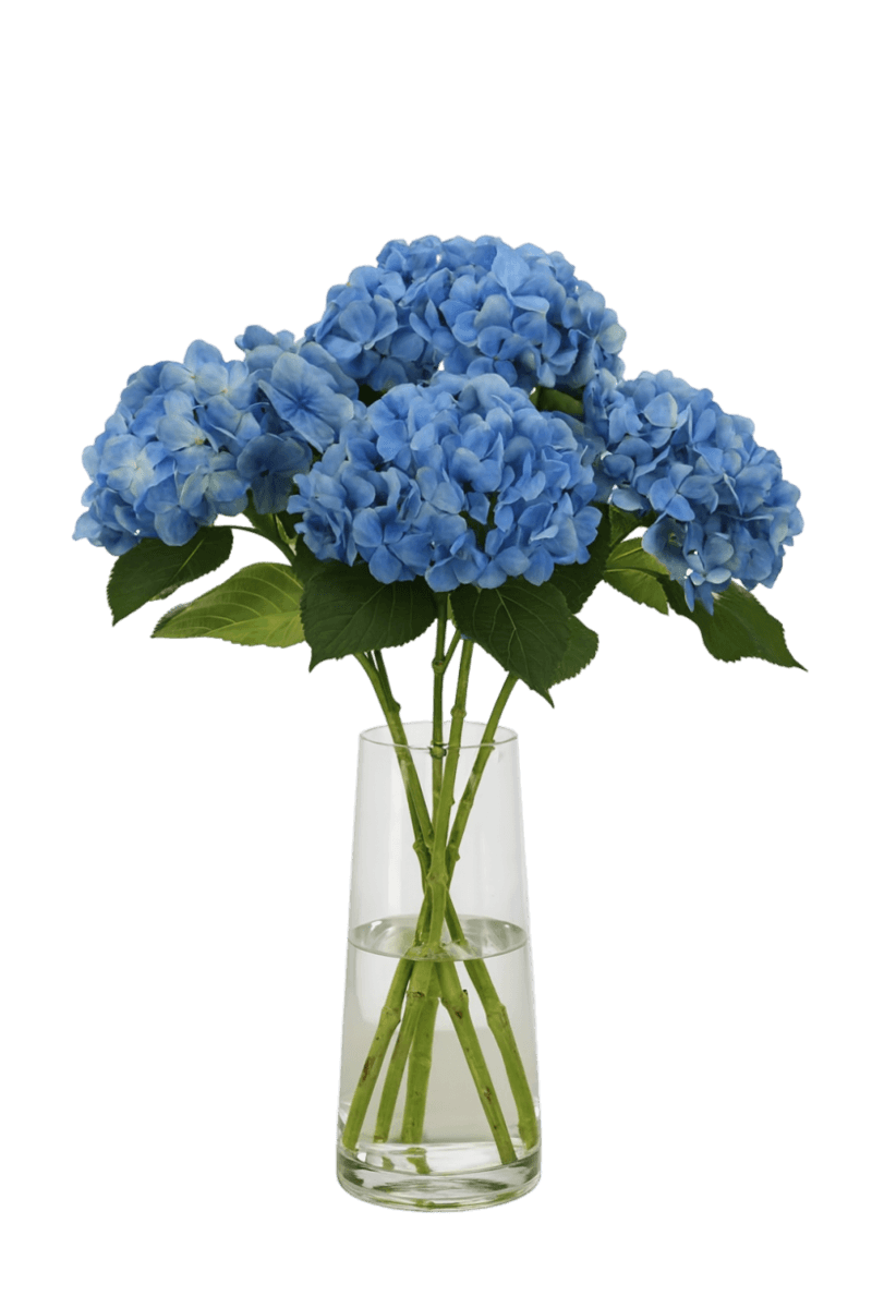 Hortensias azules en jarrón