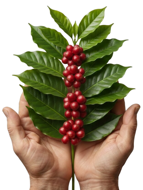 Manos campesinas cosechando café