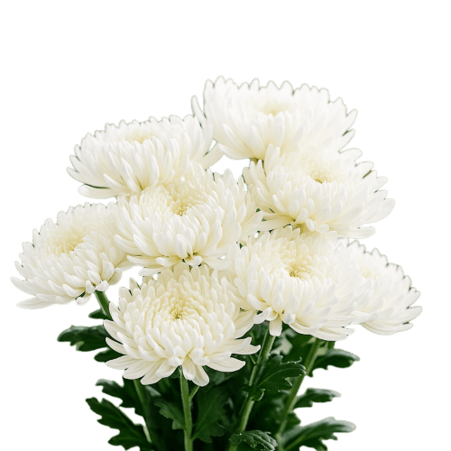 Ramo de crisantemos blancos