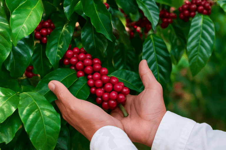 Cultivo de planta de cafe para exportar