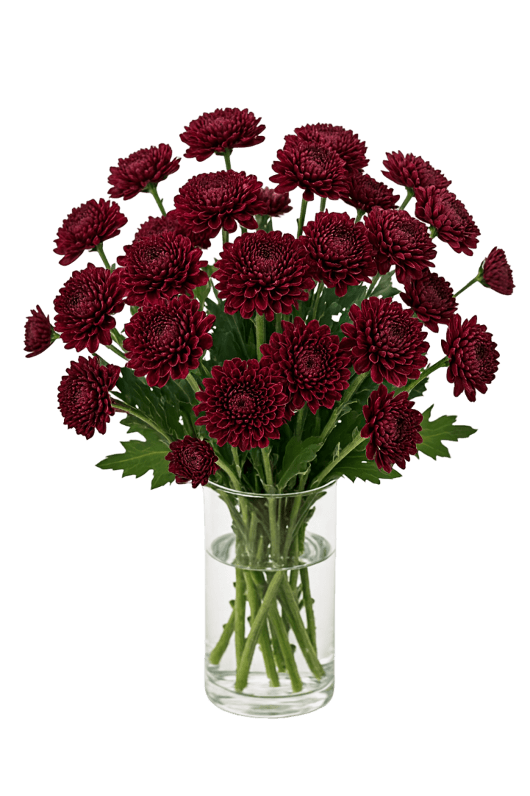 Pompom button - Cresta