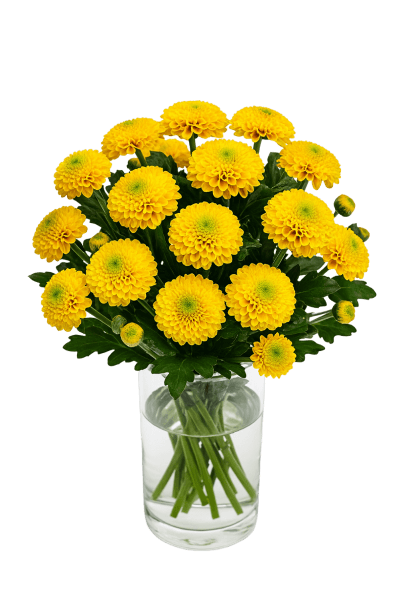 Pompom cushion - Maverick sunny