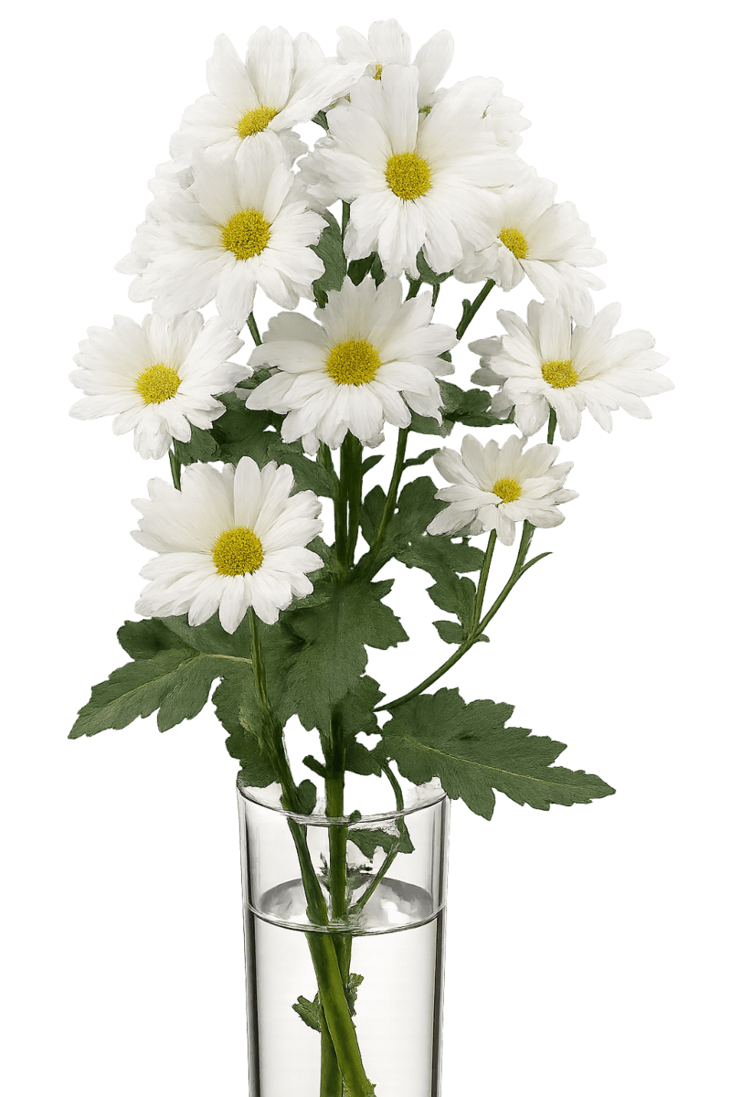 Pompom daisy - Atlantis white