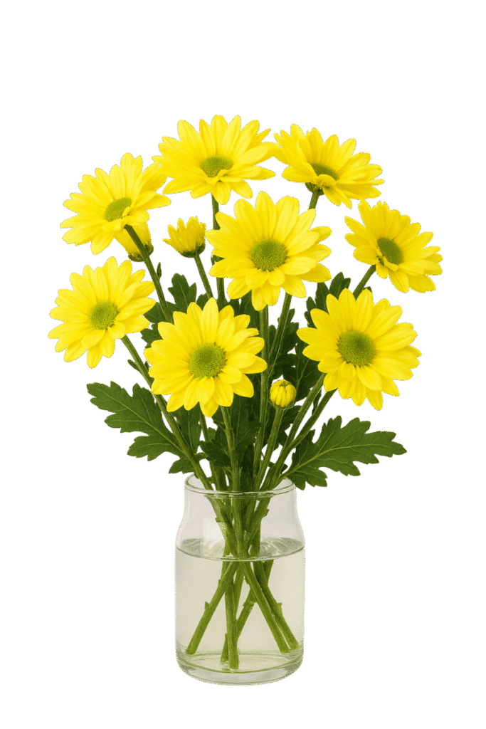 Pompom daisy - Atlantis yellow