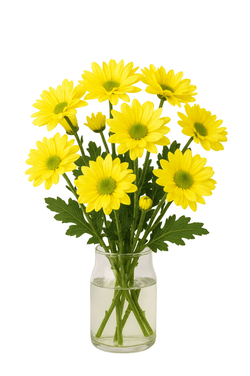 Pompom daisy - Atlantis yellow