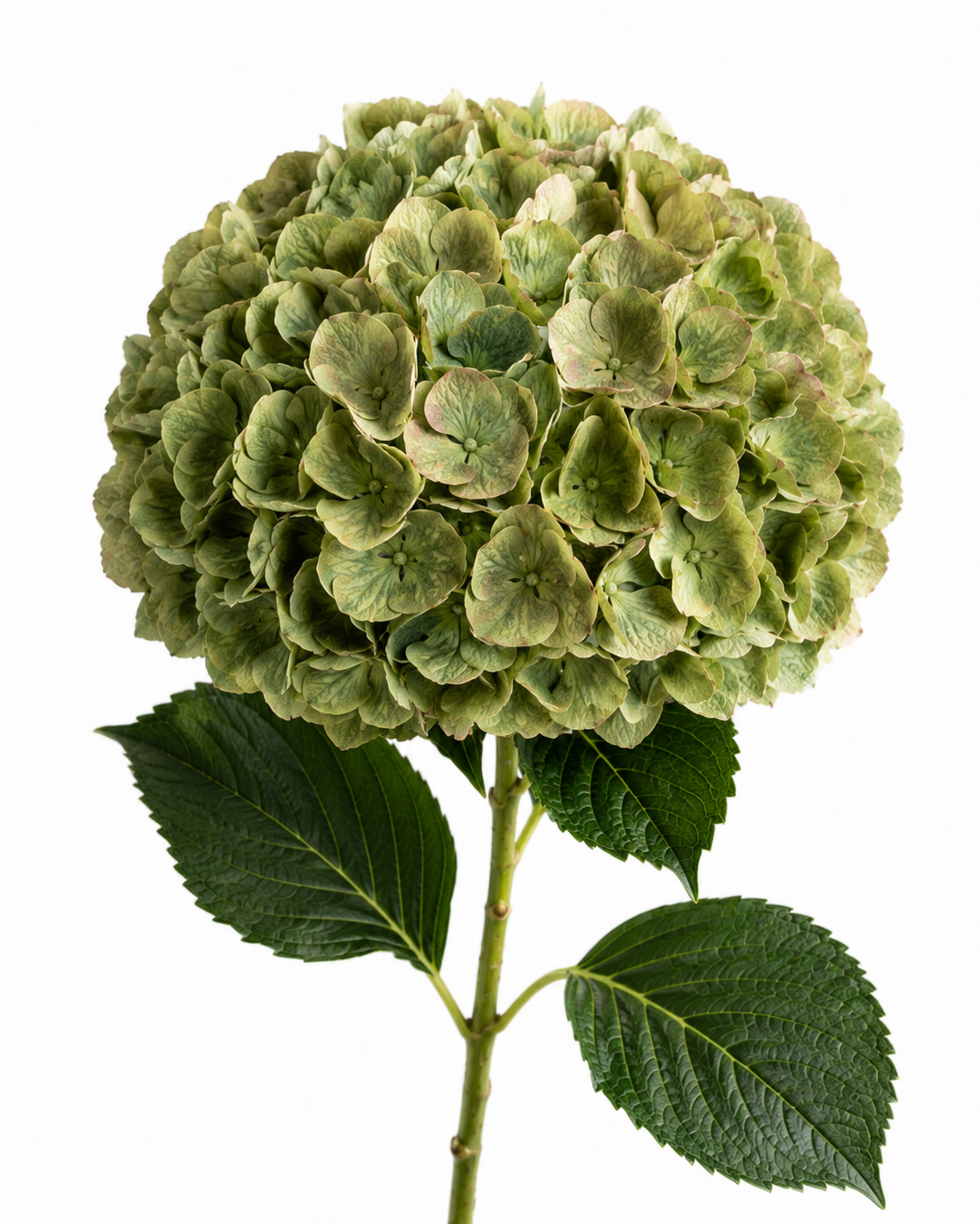 Hydrangea Antique Green Jumbo