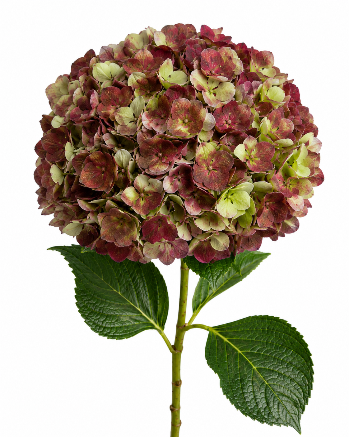 Hydrangea Antique Red Jumbo