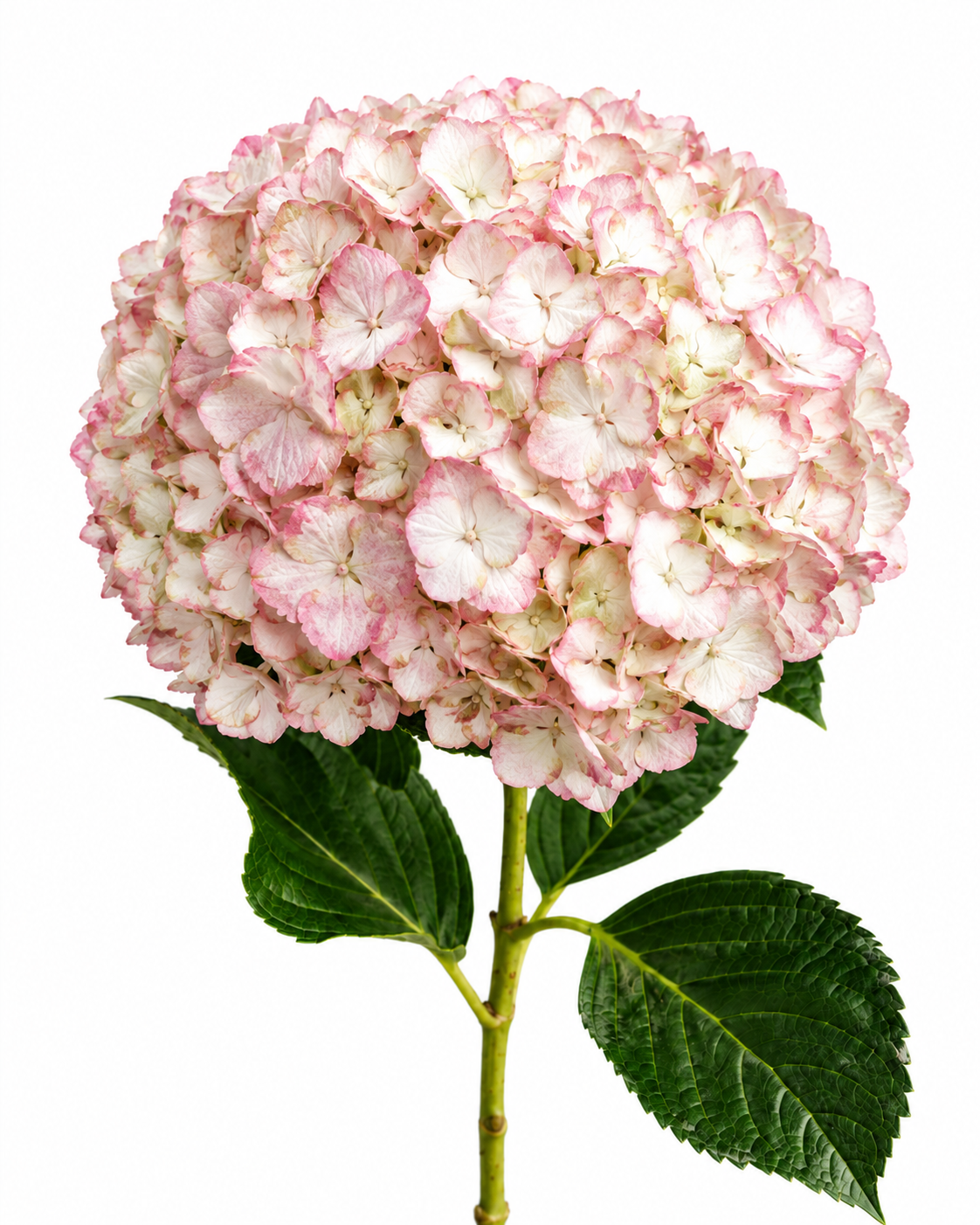 Hydrangea Antique White & Pink Jumbo