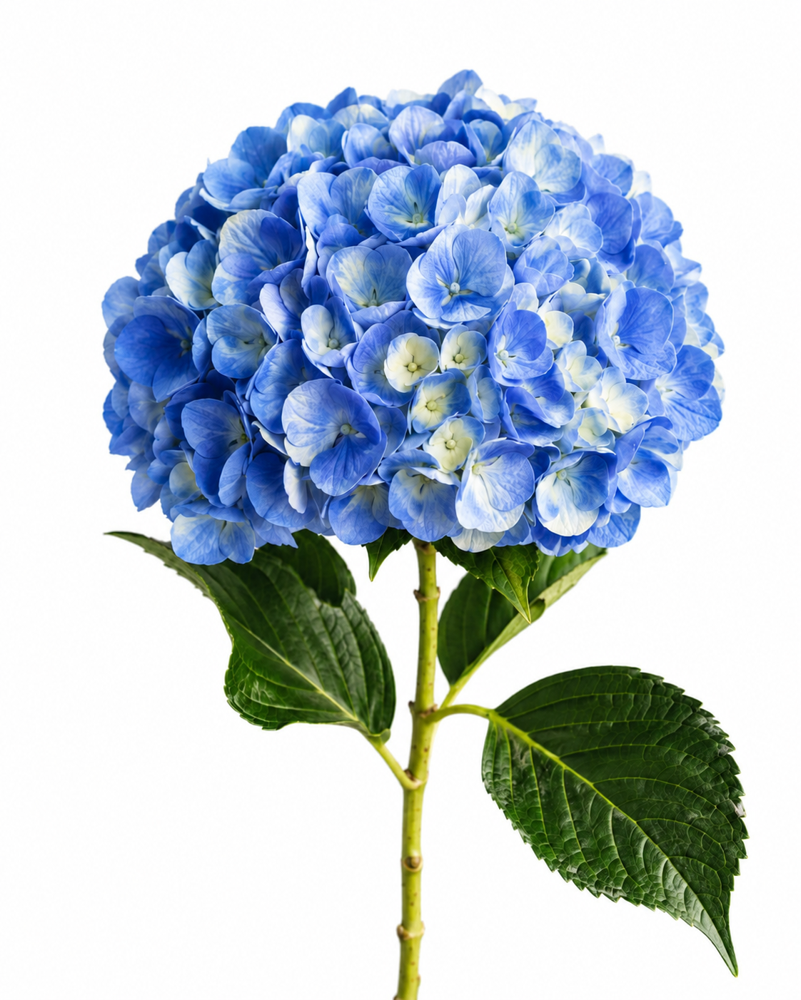 Hydrangea Premium Native · Blue Shocking