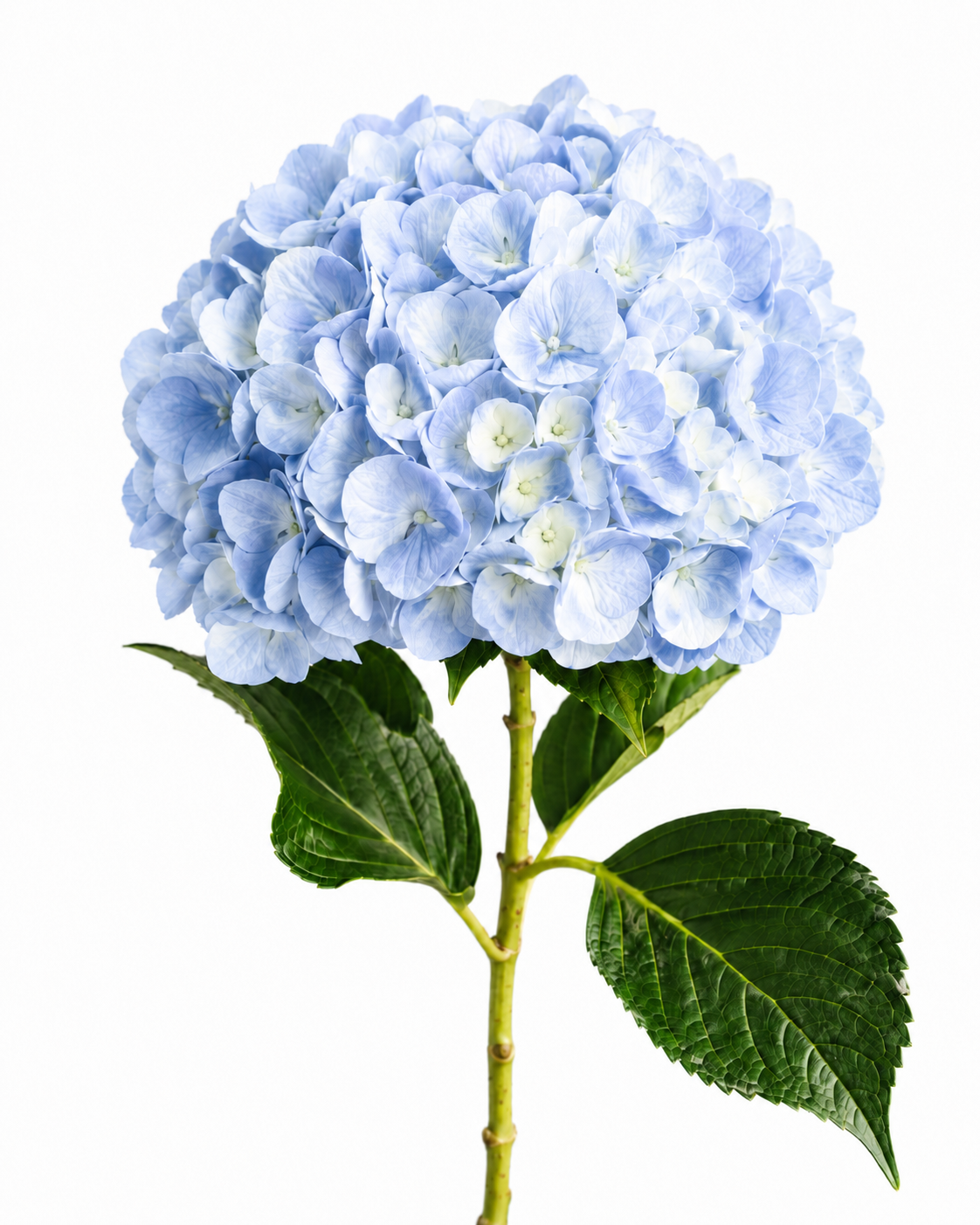 Hydrangea Premium Native · Blue