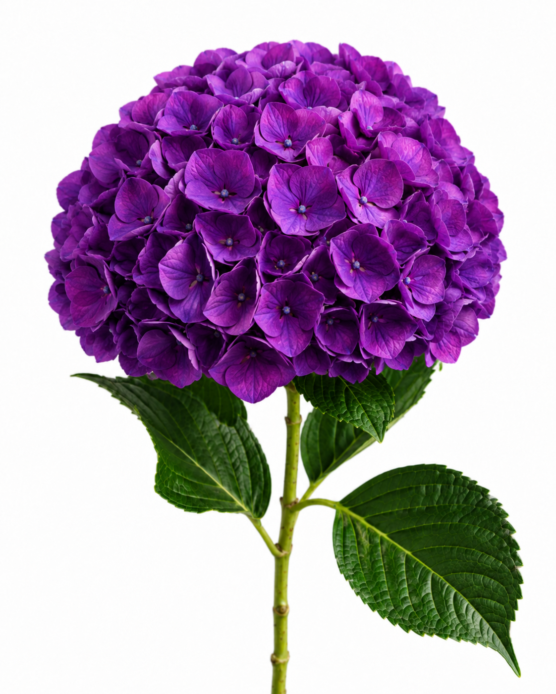 Hydrangea Premium Select · Elite Purple