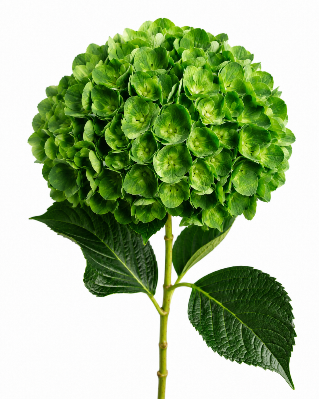 Hydrangea Premium Select · Emerald Green