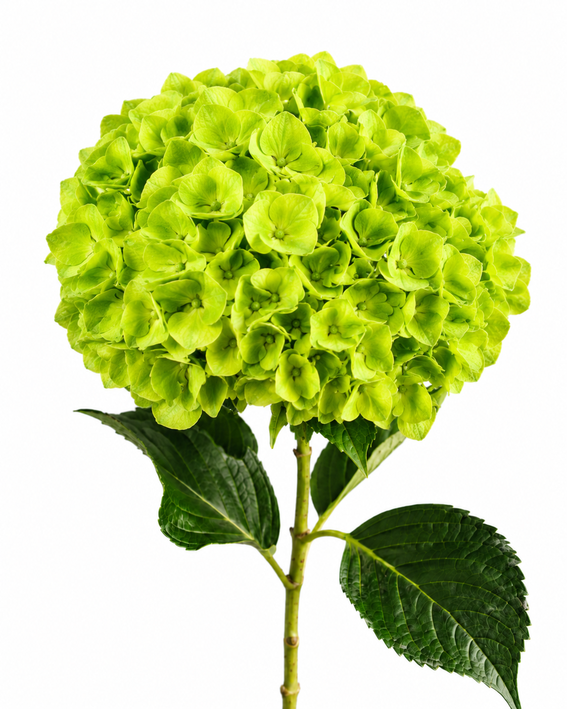 Hydrangea Premium Select · Lime Green