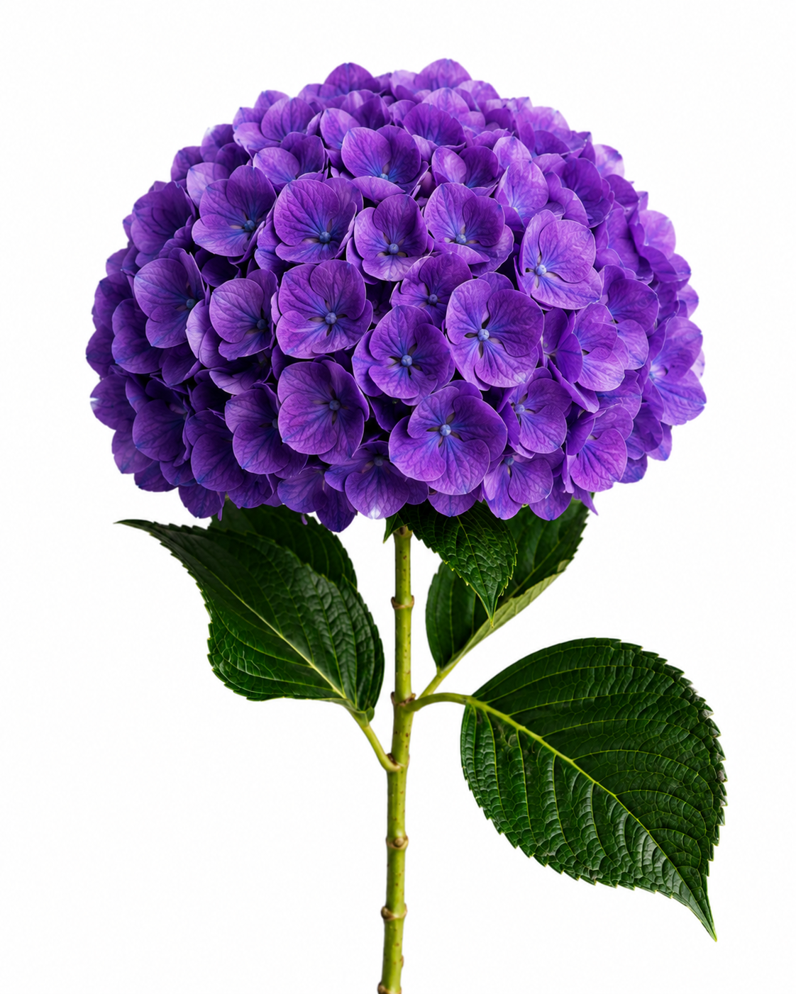 Hydrangea Premium Select · Purple