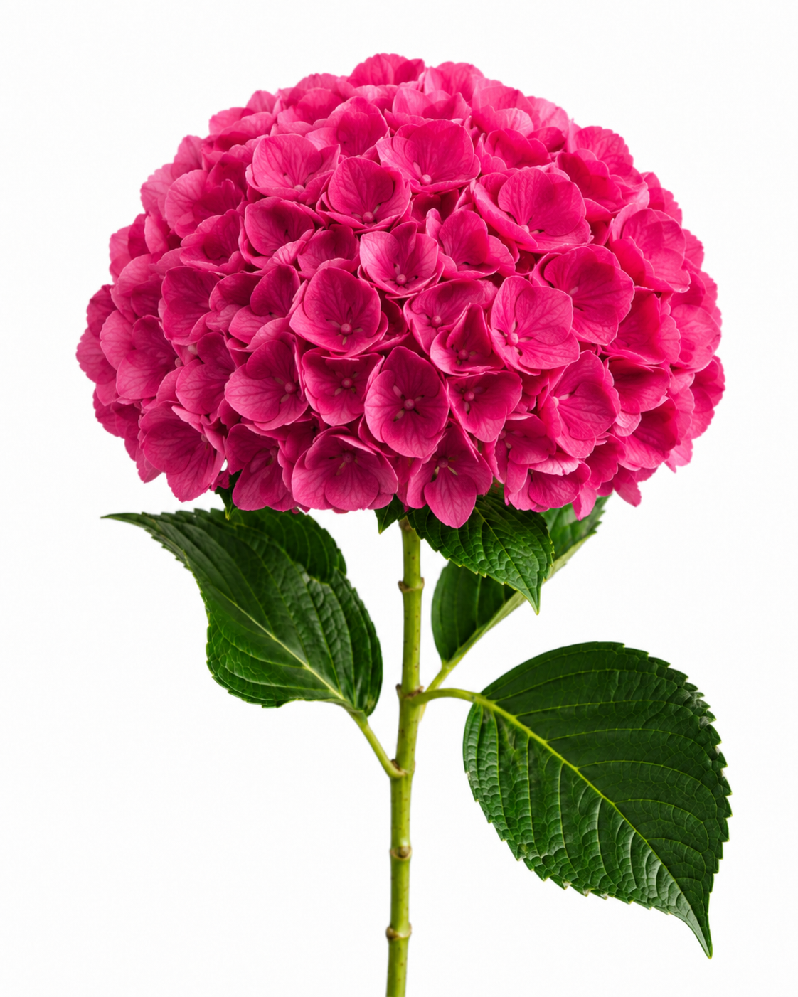 Hydrangea Premium Select · Raspberry