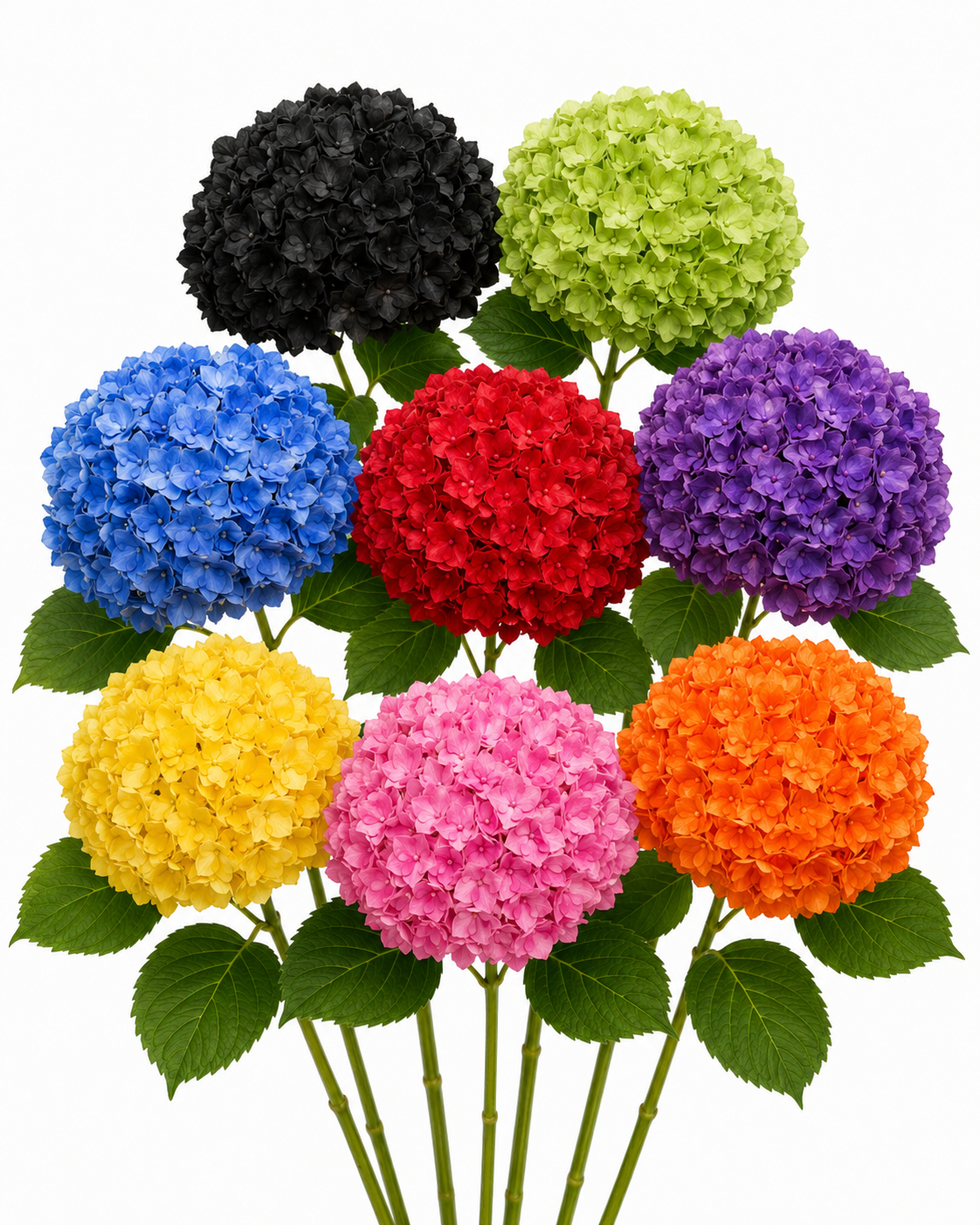 Tinted Assorted Hydrangeas