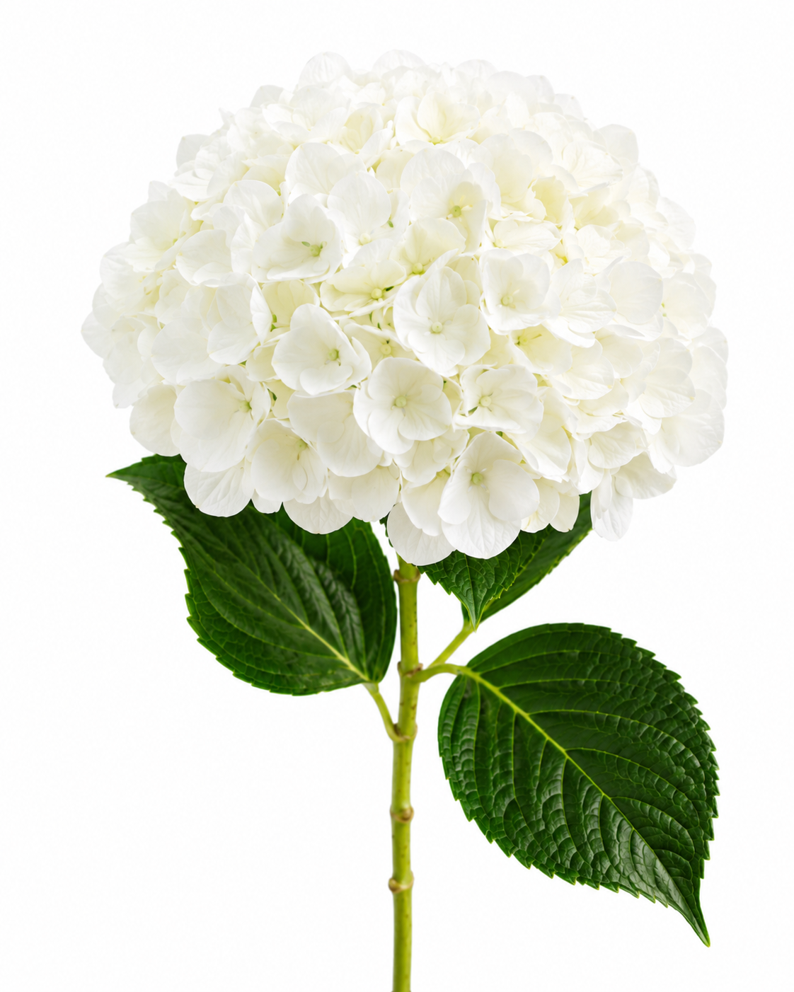 Hydrangea White Premium