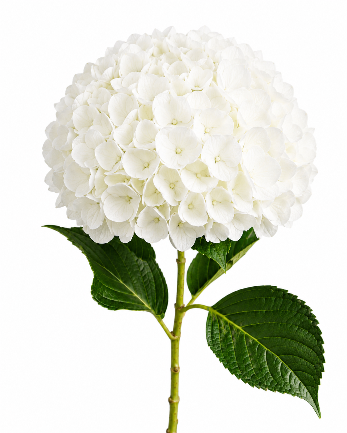 Hydrangea White Select