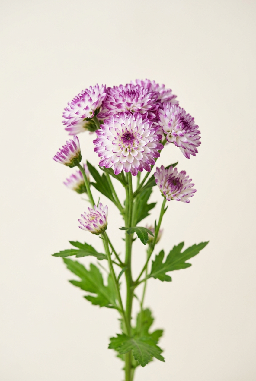 Bicolor white and purple cushion pompon chrysanthemum variety Sara Brush for B2B floral export programs
