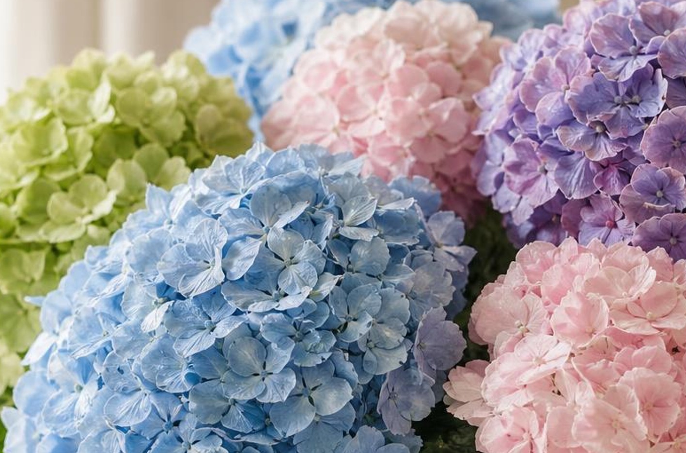 Premium Colombian flowers for international B2B importers