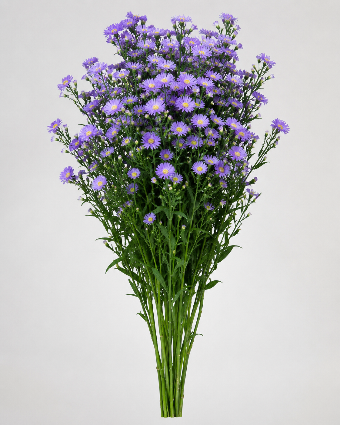 Aster Purple Monarch filler flower for wholesale floral buyers