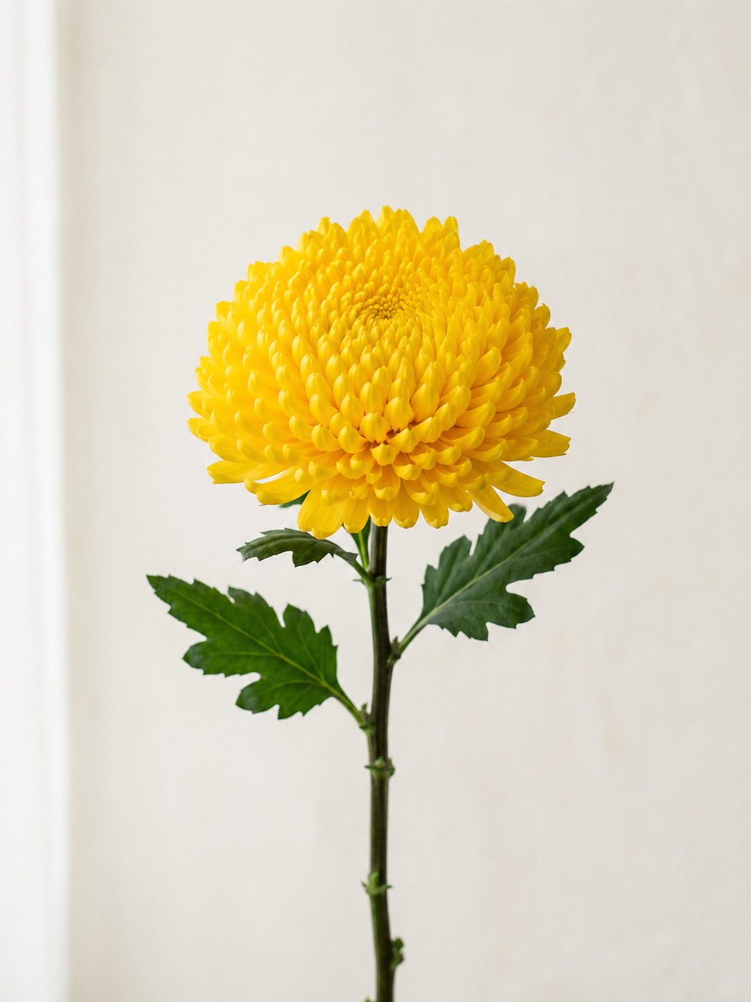Cremon Astroid · Yellow