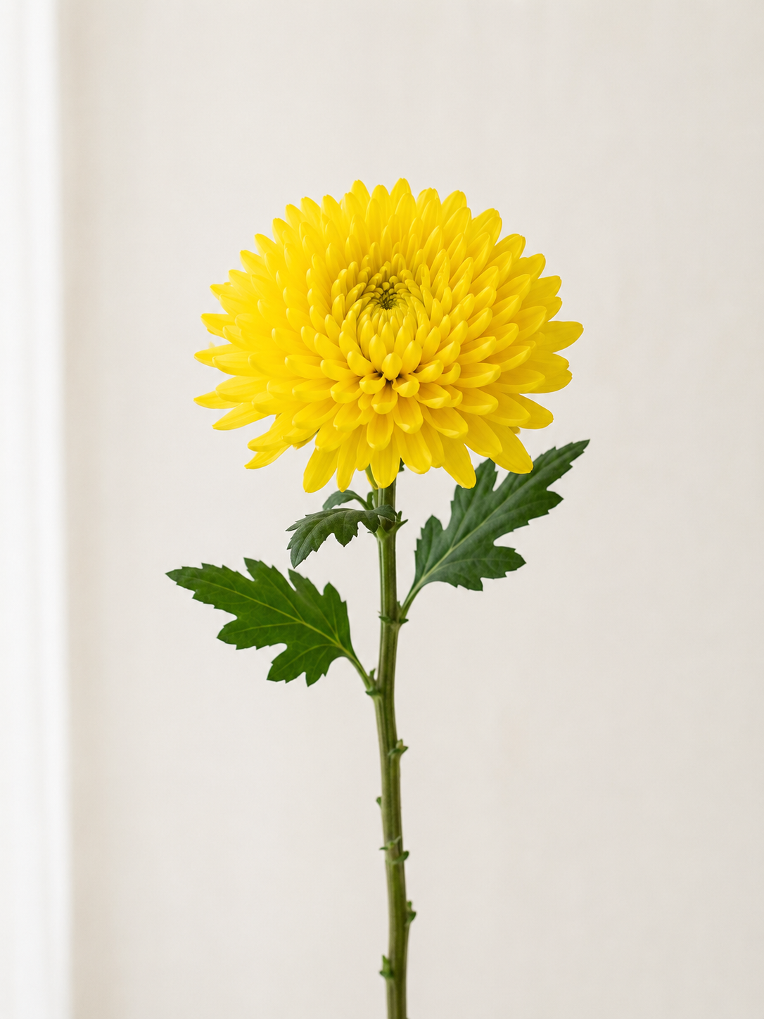 Cremon Bernal - Yellow