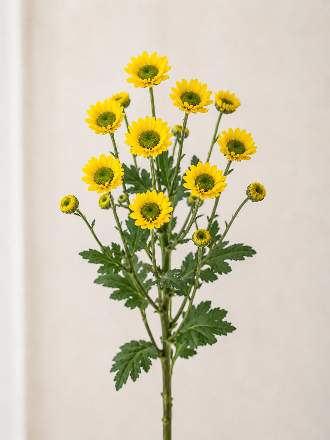 pom pom Daisy Calypso Yellow